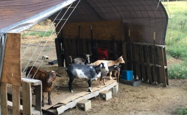 Desain Kandang Kambing dengan Papan